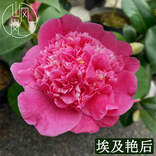 【埃及艳后】正品山茶花树苗花卉盆栽名贵品种带花苞绿植好养植物