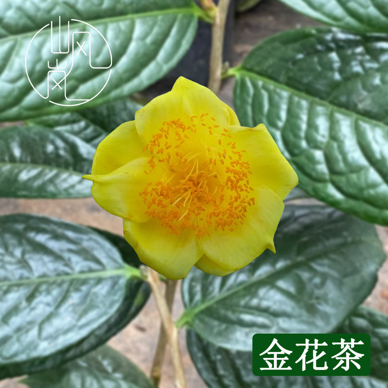 金花茶山茶花树苗带苞易养