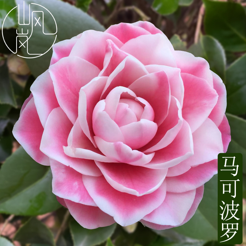 【马可波罗】正品山茶花树苗花卉盆栽名贵品种带花苞绿植好养植物