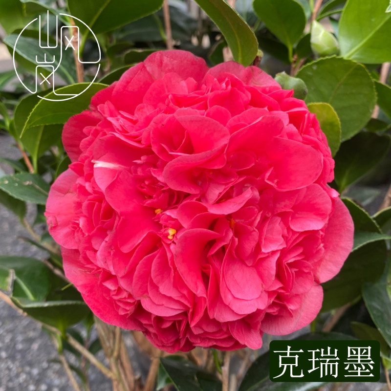 【克瑞墨大牡丹】山茶花树苗花卉盆栽名贵品种带花苞绿植好养植物,鲜花速递/花卉仿真/绿植园艺,绣球/木绣球/木本植物,淘宝优惠券,粉丝福利购,淘宝优惠卷