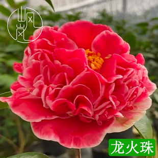 【龙火珠】正品山茶花树苗花卉盆栽名贵品种带花苞绿植好养活植物