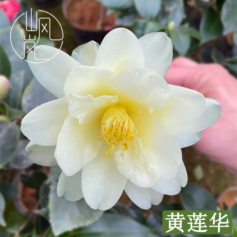 【黄莲华】正品山茶花树苗花卉盆栽名贵品种带花苞绿植好养活植物