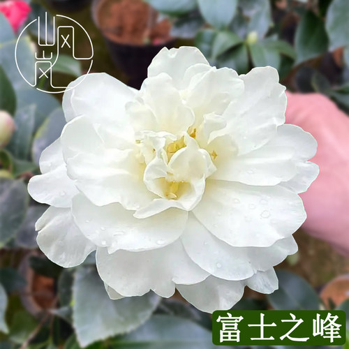 富士之峰茶梅树苗带苞易养