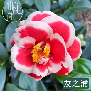 【友之浦】正品山茶花树苗花卉盆栽名贵品种带花苞绿植好养活植物