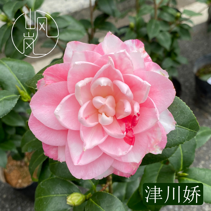 【津川娇】正品山茶花树苗花卉盆栽名贵品种带花苞绿植好养活植物