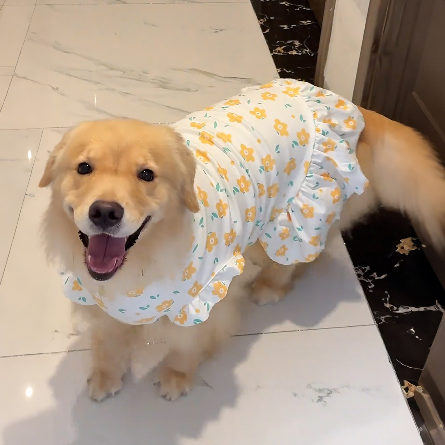 德绒狗狗衣服金毛冬装居家防掉毛睡衣大型犬秋冬外出碎花小裙子