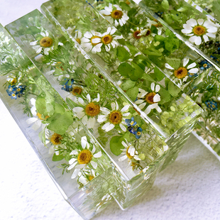 【小森林】镇纸植物标本摆件树脂干花节日礼物 尺寸:10x6x2cm