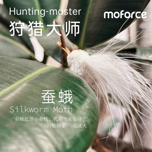 猫咪逗猫棒蚕蛾羽毛昆虫逗猫棒棒