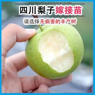 正宗梨树果苗当年结果翠冠秋月梨树果苗梨子树嫁接树苗水果树大全