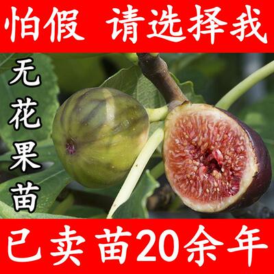 【该商品100%正宗】无花果树苗