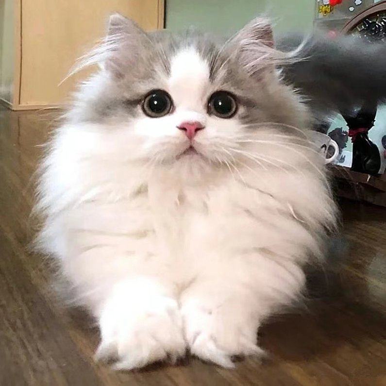 拿破仑矮脚猫幼猫纯种米努特活体宠物猫金渐层短毛猫曼基康短腿猫