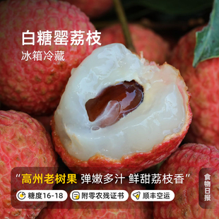 食物日报白糖罂荔枝广东茂名高州老树果顺丰新鲜现摘不泡药精选果