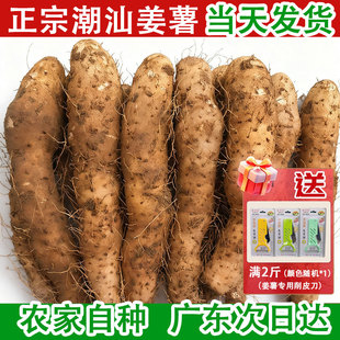 潮汕姜薯农家自种新鲜现挖现发大溪小淮山姜薯甜汤皮薄光滑粉糯卷