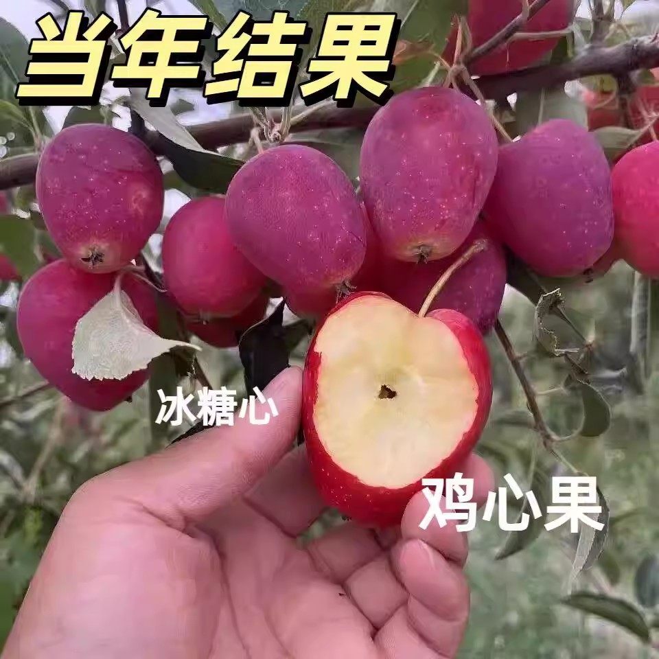 香妃海棠树苗小苹果南北方耐寒冰糖心鸡心果盆栽嫁接果树当年结果,鲜花速递/花卉仿真/绿植园艺,果树,淘宝优惠券,粉丝福利购,淘宝优惠卷