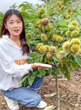 新品种特大果王中王板栗树苗嫁接板栗果苗耐寒南北方种植当年结果