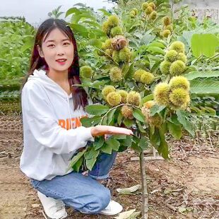 新品种特大果王中王板栗树苗嫁接板栗果苗耐寒南北方种植当年结果