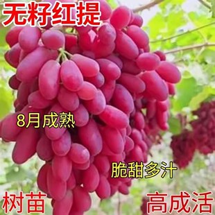 红提葡萄苗无籽红提葡萄树苗耐寒耐旱红提子苗南北方种植当年结果