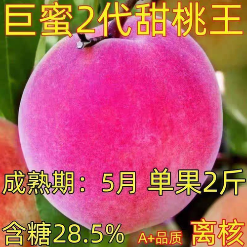 特大早熟甜桃王桃树苗新品种嫁接桃树苗盆栽地载南北方种植当年结