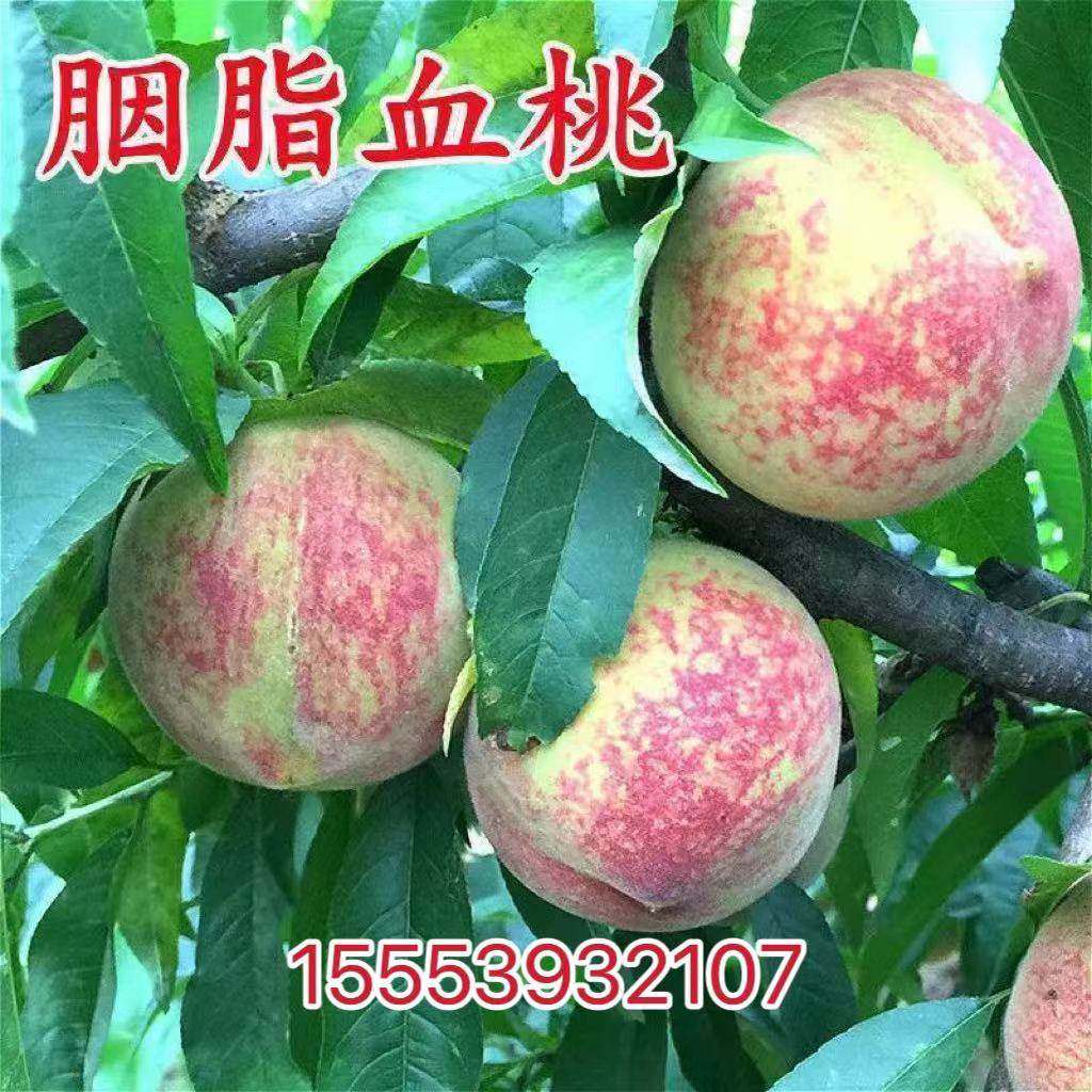 新品种果树早熟胭脂血桃苗嫁接脆桃树苗水蜜桃苗油桃当年结果,鲜花速递/花卉仿真/绿植园艺,果树,淘宝优惠券,粉丝福利购,淘宝优惠卷