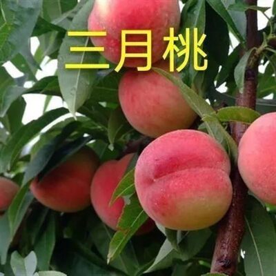 嫁接特早熟桃树苗三月桃树苗 三月醉脆蜜桃子苗盆栽地栽南北种植