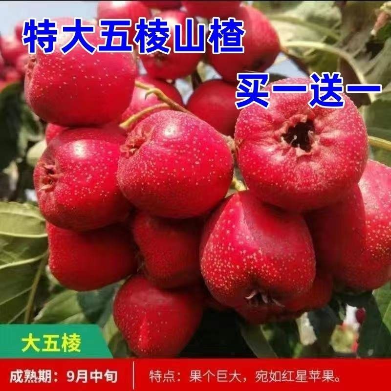 无籽特大果大五棱山楂树苗当年结果红果树苗红肉山楂无核果苗
