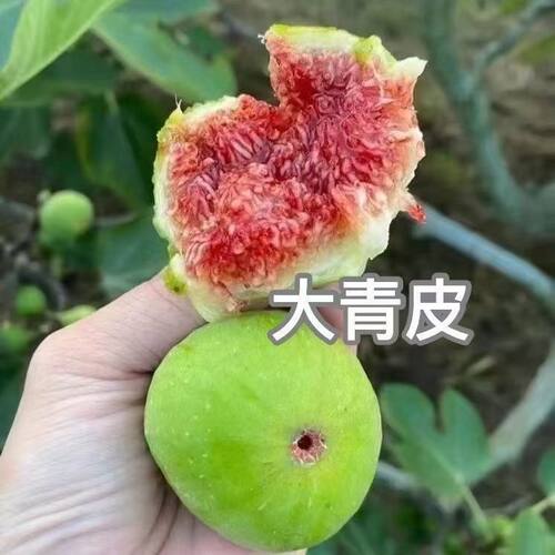 大青皮无花果树苗果苗盆栽地栽新品种南方北方四季阳台庭院特大果