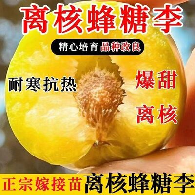 脱骨蜂糖李正宗嫁接特大离核李子树苗云贵川地栽南北方种植李子苗