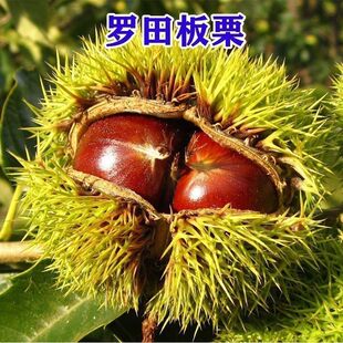 罗田板栗树苗特大栗子苗新品种南北方种植耐寒盆栽地栽当年结果苗