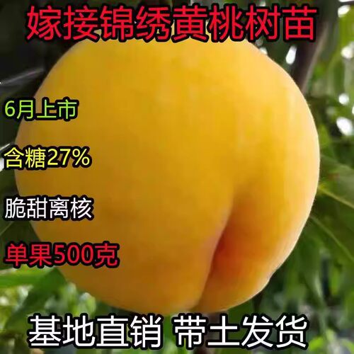 锦绣黄桃树果苗 黄桃树苗特大号 黄桃树嫁接苗 黄桃树苗南方种植
