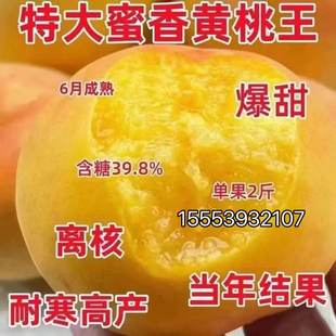 特大号黄桃树苗 嫁接新品种黄桃树果苗 黄金蜜7号黄桃树果苗南北