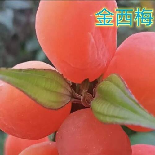 新品种美国金西梅李树苗正宗嫁接西梅苗李子树苗耐寒易活盆栽地栽