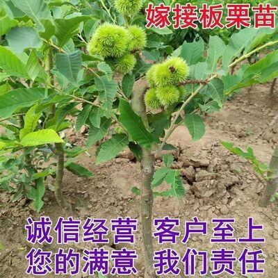 新款特大油板栗嫁接板栗苗奶油味板栗室外庭院室内阳台南北方种植