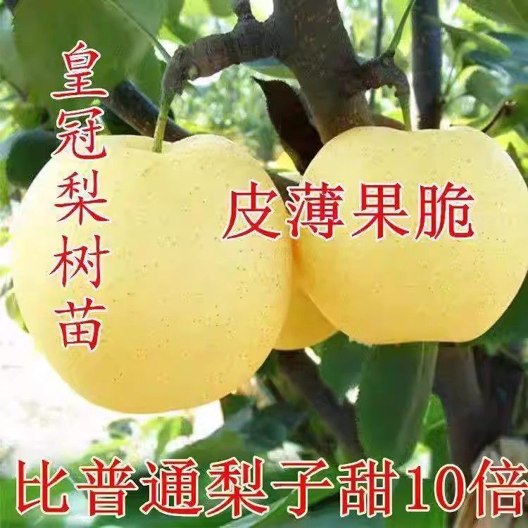 皇冠梨梨树苗果树嫁接苗 种植香梨水晶雪梨南方北方梨子,鲜花速递/花卉仿真/绿植园艺,果树,淘宝优惠券,粉丝福利购,淘宝优惠卷