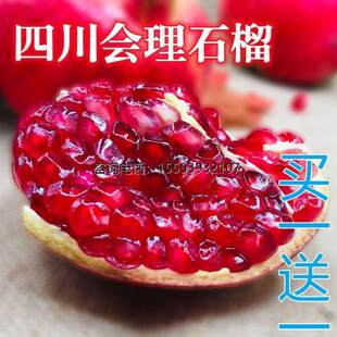 正宗嫁接四川会理石榴树苗软籽石榴苗南北方种植盆栽地栽当年结果
