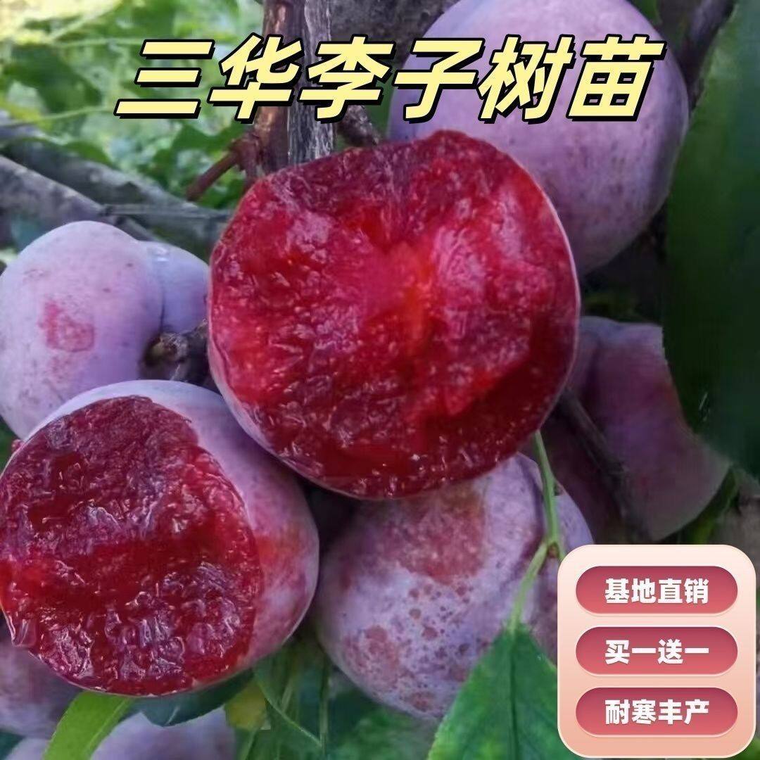 嫁接大型三华李子树苗南北方栽植庭院盆栽地栽耐寒耐旱果树果苗苗