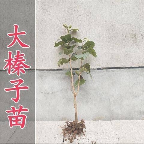 美国大榛子树苗 山板栗苗 榛子苗树 地栽盆栽 南北方种植当年结果