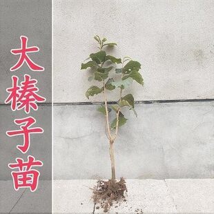 美国大榛子树苗 山板栗苗 榛子苗树 地栽盆栽 南北方种植当年结果
