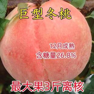 巨型冬桃树苗嫁接桃南北方种植特大巨型冬桃果苗地栽盆栽当年结果