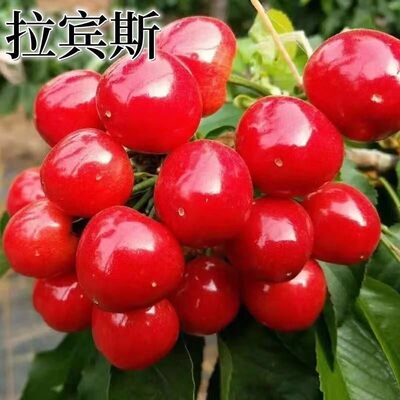 樱桃树苗耐寒嫁接拉宾斯樱桃苗南北方种植盆栽地栽车厘子当年结果
