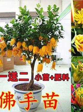 佛手盆栽四季常青佛手苗金佛手苗绿植花卉盆栽地栽果树苗当年结果