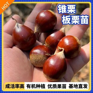 板栗树果苗嫁接苗甜糯锥栗板栗苗晚熟盆栽地栽南北方种植糯锥栗苗