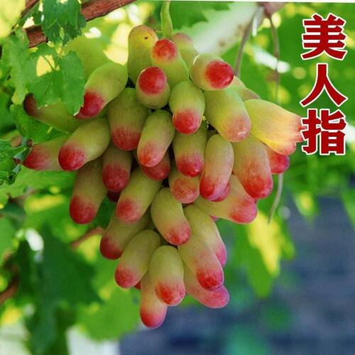 青岛发货美人指葡萄苗早熟南北方种植盆栽地栽庭院阳台爬藤大泽山