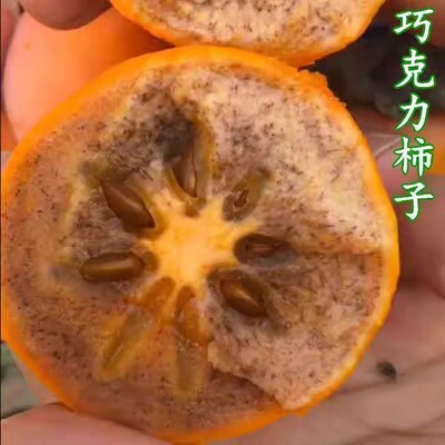 巧克力柿子树苗明年结果超甜盆栽矮化地栽庭院耐寒南北方种植