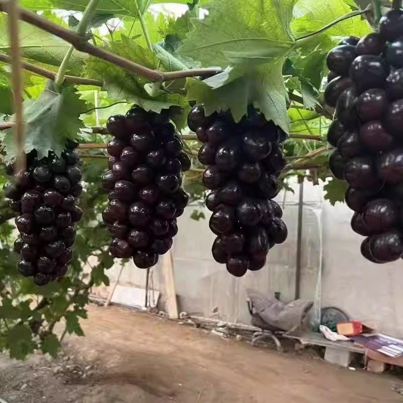 新品种嫁接妮娜皇后葡萄树果苗红提爬藤王盆栽地栽保活保结果,鲜花速递/花卉仿真/绿植园艺,果树,淘宝优惠券,粉丝福利购,淘宝优惠卷