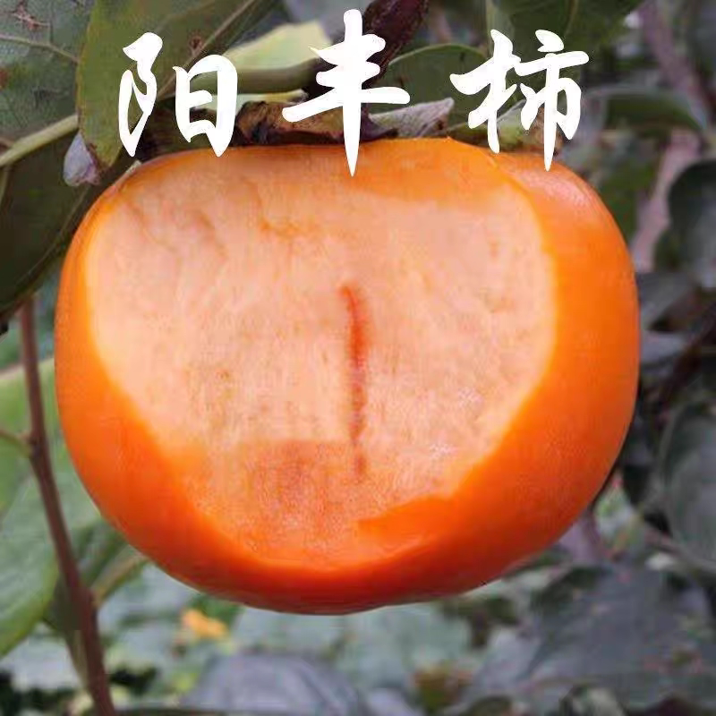 新品种特大晚熟 阳丰甜柿子树苗 耐寒柿子苗当年结果南北方种植图片