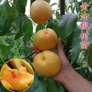 黄油桃树苗嫁接黄金油桃苗早熟晚熟盆栽地栽南方北方种植当年结果