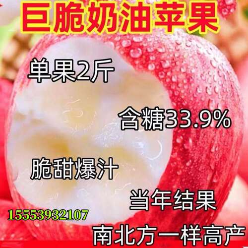 嫁接奶油苹果树苗早熟新品种特大苹果苗南方北方种植当年结果果树