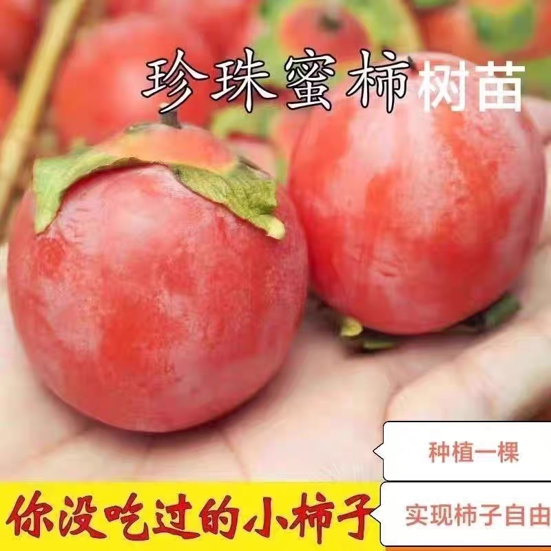 珍珠蜜柿子树苗耐寒小柿子树苗迷你小柿子南方北方种植盆栽地栽图片