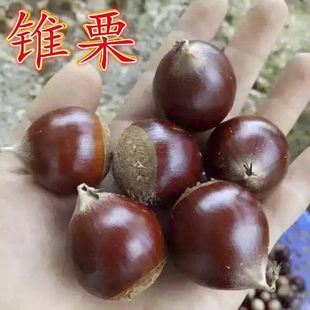 锥栗树苗大红袍板栗树苗嫁接板栗树苗南方北方四季种植当年结果苗