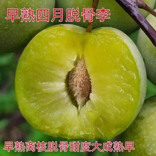 新品种早熟四月李子树苗嫁接盆栽地载南北方种植耐寒当年结果